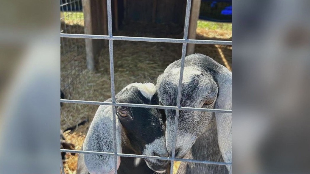 Goats stolen at family farm in Ontario