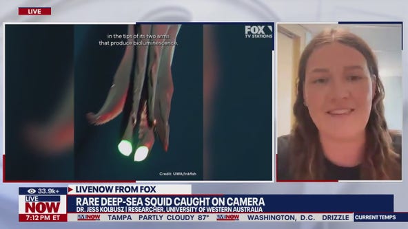Rare deep-sea squid caught on camera