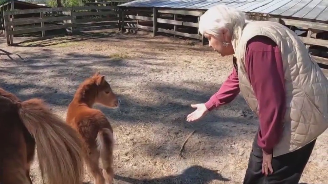 Retired teacher raises miniature horses
