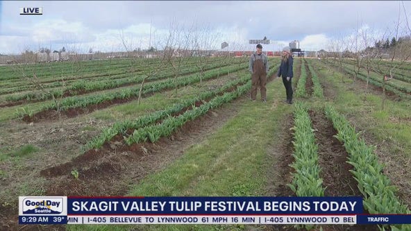 Skagit Valley Tulip Festival begins today