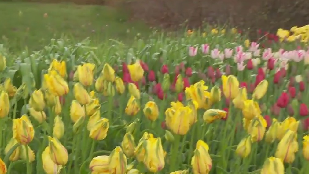 40,000 tulips in bloom at the Arboretum