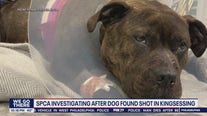 Dog 'left in the streets to die' after getting shot in Philadelphia neighborhood, PSPCA says