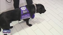 Dogs Inc. pairs K-9s with veterans, visually impaired
