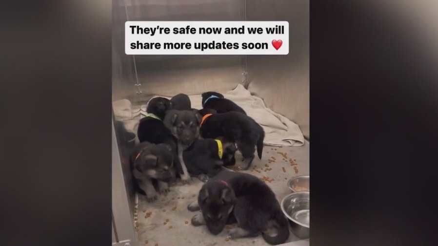 Box of puppies left at Heidi's Village in Phoenix: 'More and more common'