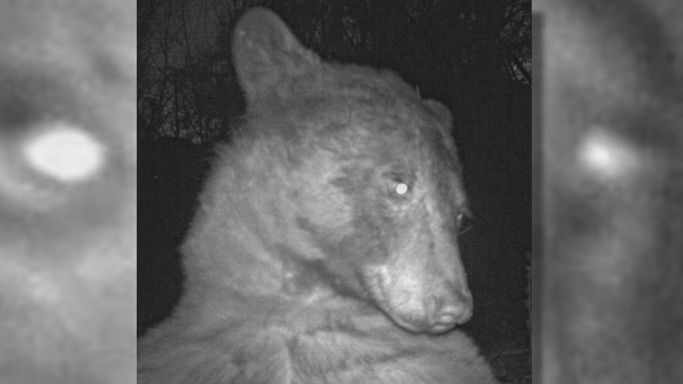 BearCam: Colorado wildlife camera captures hundreds of bear selfies
