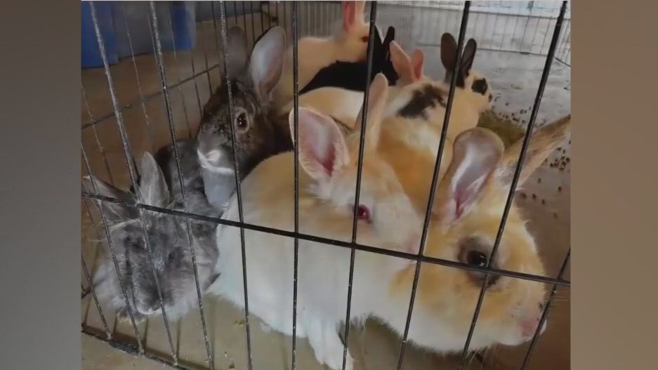 Hoard of bunnies rescued in Granada Hills