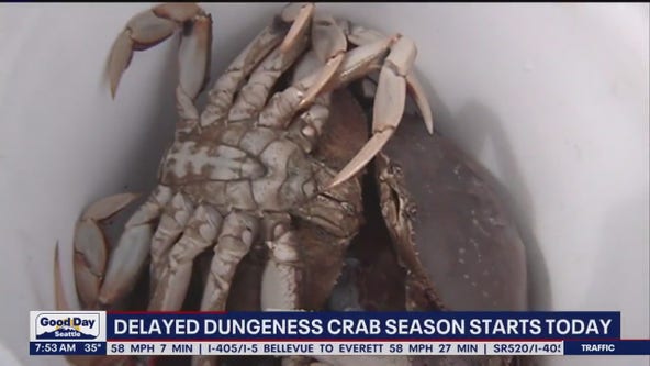 Delayed dungeness crab season starts today