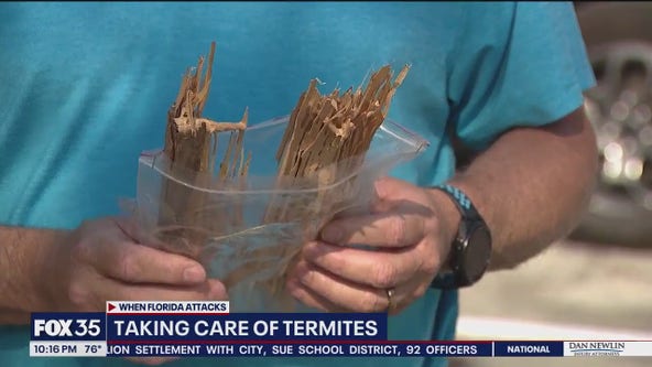 Formosan termites hit homes in Central Florida
