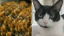 Dave O: Communicating with cats + honeybees' life span