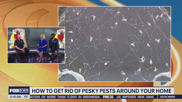 How to get rid of pesky pests around your home