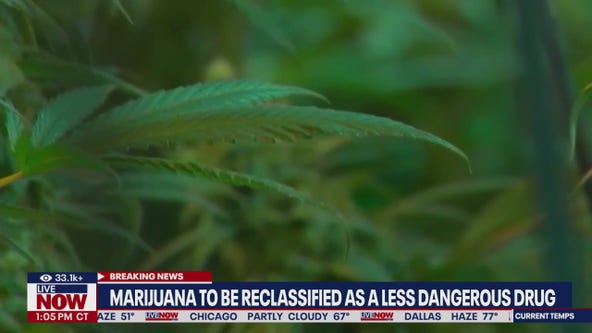 Marijuana to be classified as less dangerous drug