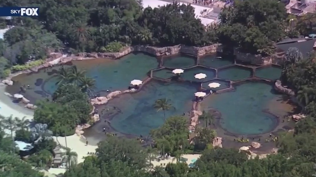 Child found unresponsive in Discovery Cove pool