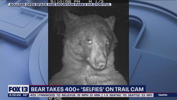 Bear takes 400+ selfies on trail cam