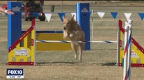 Dog agility competition underway at Westworld