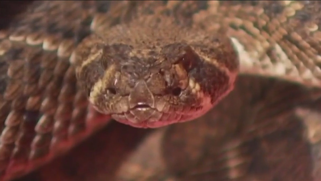 Did You Know?: Snake season safety