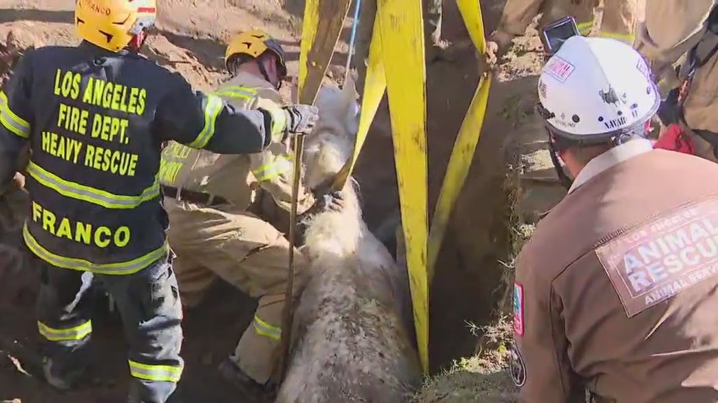Horse rescued from sinkhole in Lake View Terrace