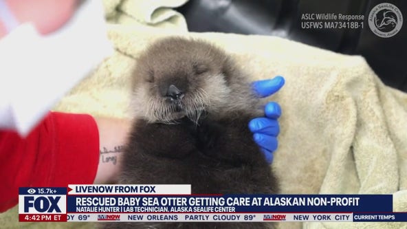 Non-profit rescues baby sea otter in Alaska
