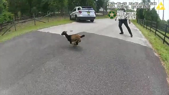 Goat on the lam in Florida