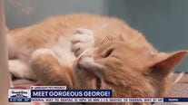 Pet of the Week: Gorgeous George