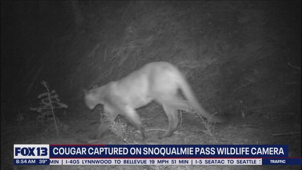 Cougar captured on Snoqualmie Pass wildlife camera