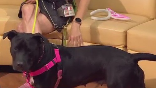 Pet of the Week: Mel from Austin Animal Center