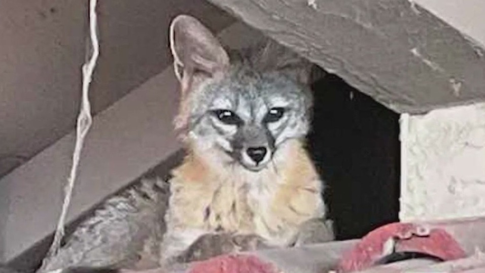 Mesa fox wins over the hearts of neighbors
