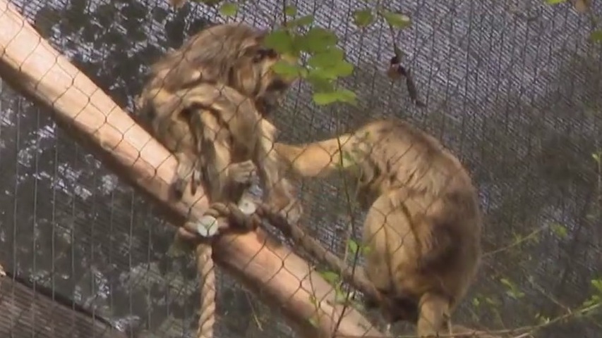 Phoenix Zoo welcomes 2 howler monkeys