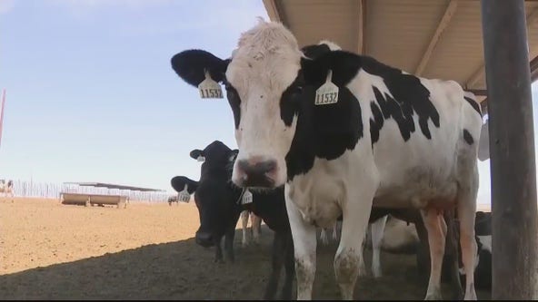 Dairy cattle being tested for bird flu