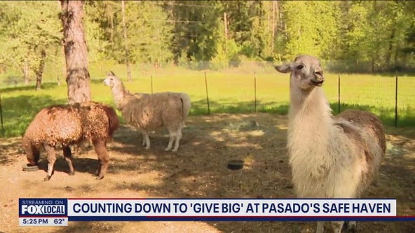 'Give Big' at Pasado's Safe Haven