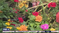 Gardening tips to beat the summer heat