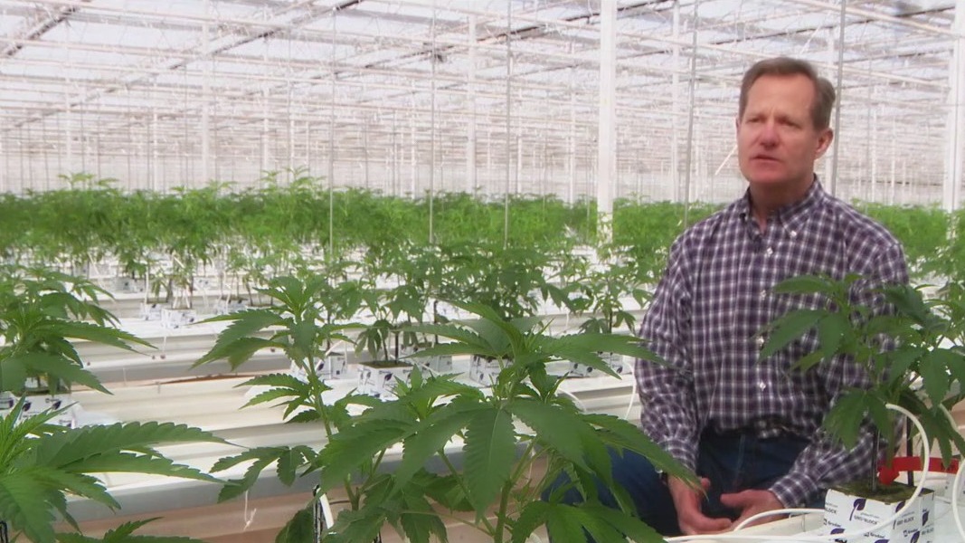 Marijuana farm fills void in Snowflake greenhouse