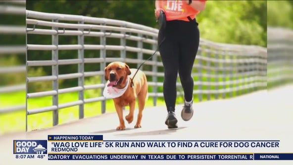 'Wag Love Life' 5K in Renton raising money for dog cancer research