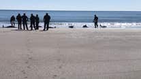 Crews respond to 2 Sea Isle City beaches with beached dolphins