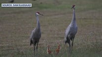 Neighbors work to save sandhill cranes