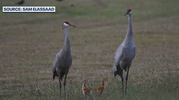 Neighbors work to save sandhill cranes