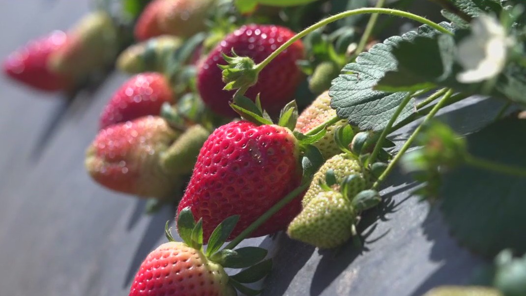 Strawberry season at Wish Farms
