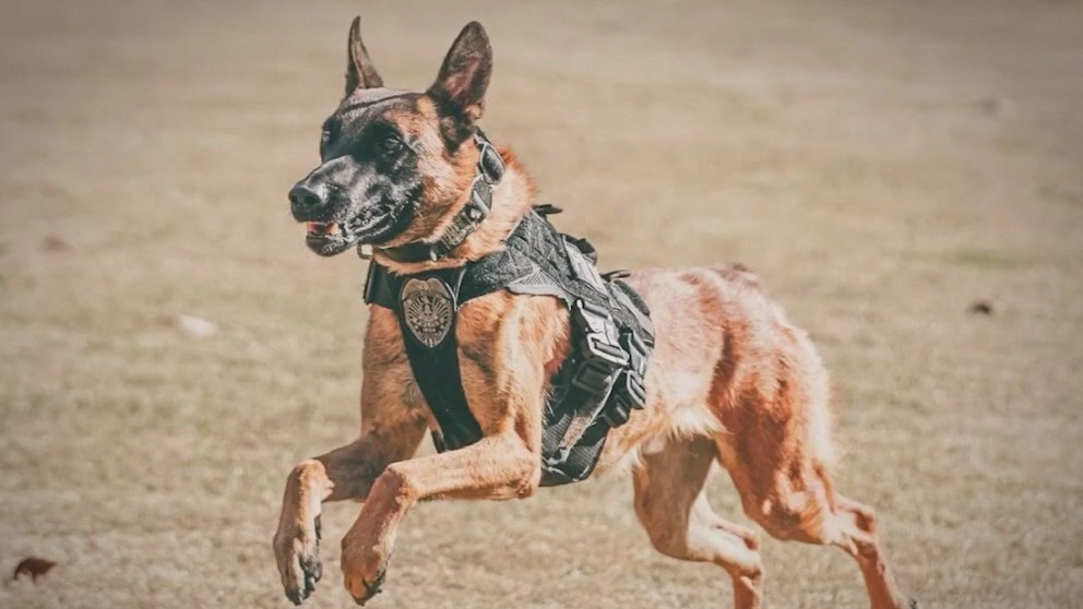 Cobb County police dog dies in hot patrol car