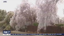 Cedar Park seeing significant ice accumulation, falling limbs