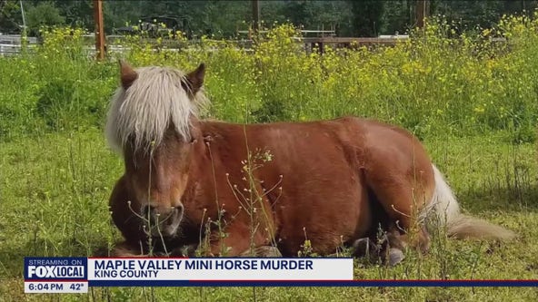 Authorities investigating another horse killing in King County