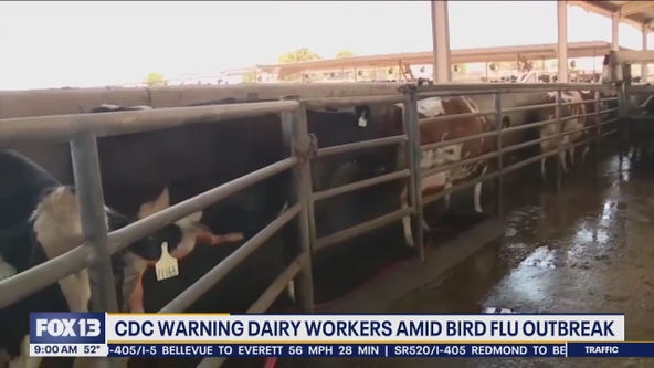 CDC warns dairy workers amid bird flu outbreak