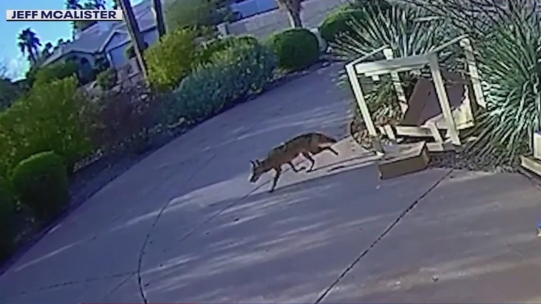 Arizona Game and Fish still searching for coyote in North Scottsdale