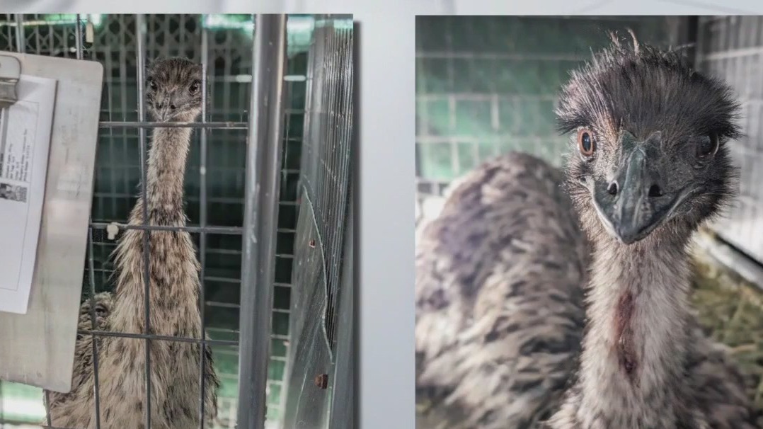 Emus captured in Zilker Park taken to zoo