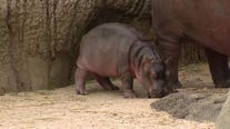 Dallas Zoo reveals new baby hippo