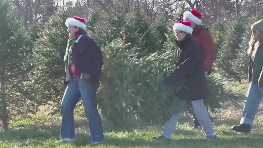 Demand for real Christmas trees on the rise