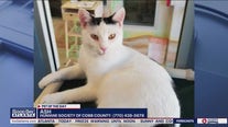 Pet of the Day from the Humane Society of Cobb County