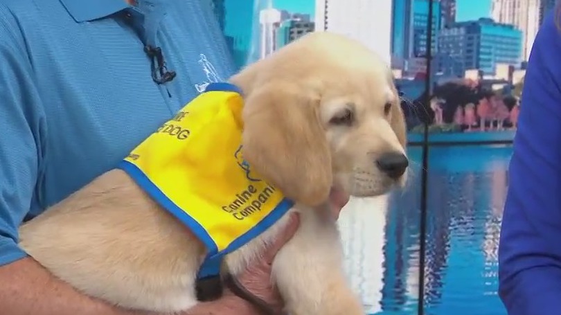 Canine Companions training puppies to become service dogs