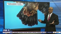 Bald eagle caught stealing a slice of pizza