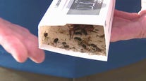 Monsoon weather bringing out more bugs in Arizona
