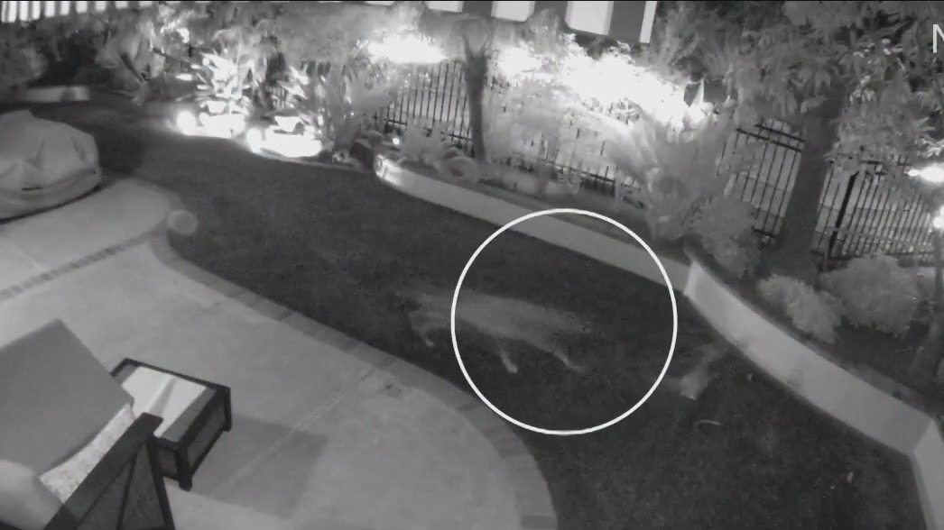 Tiny dog stops coyote attack in Mission Viejo