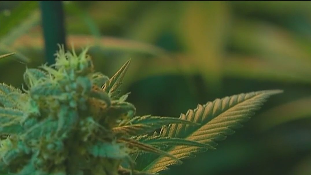 Florida lawyer pushing for recreational weed